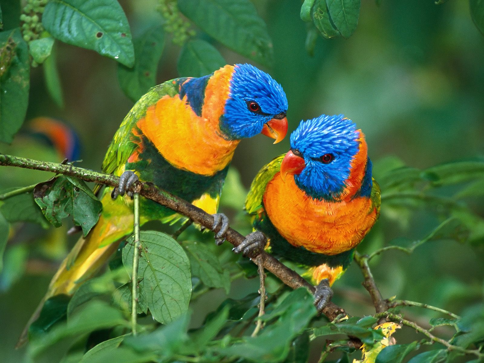 https://www.dazzlingwallpapers.com/wp-content/uploads/2014/09/cute-twin-birds-wallpaper.jpg